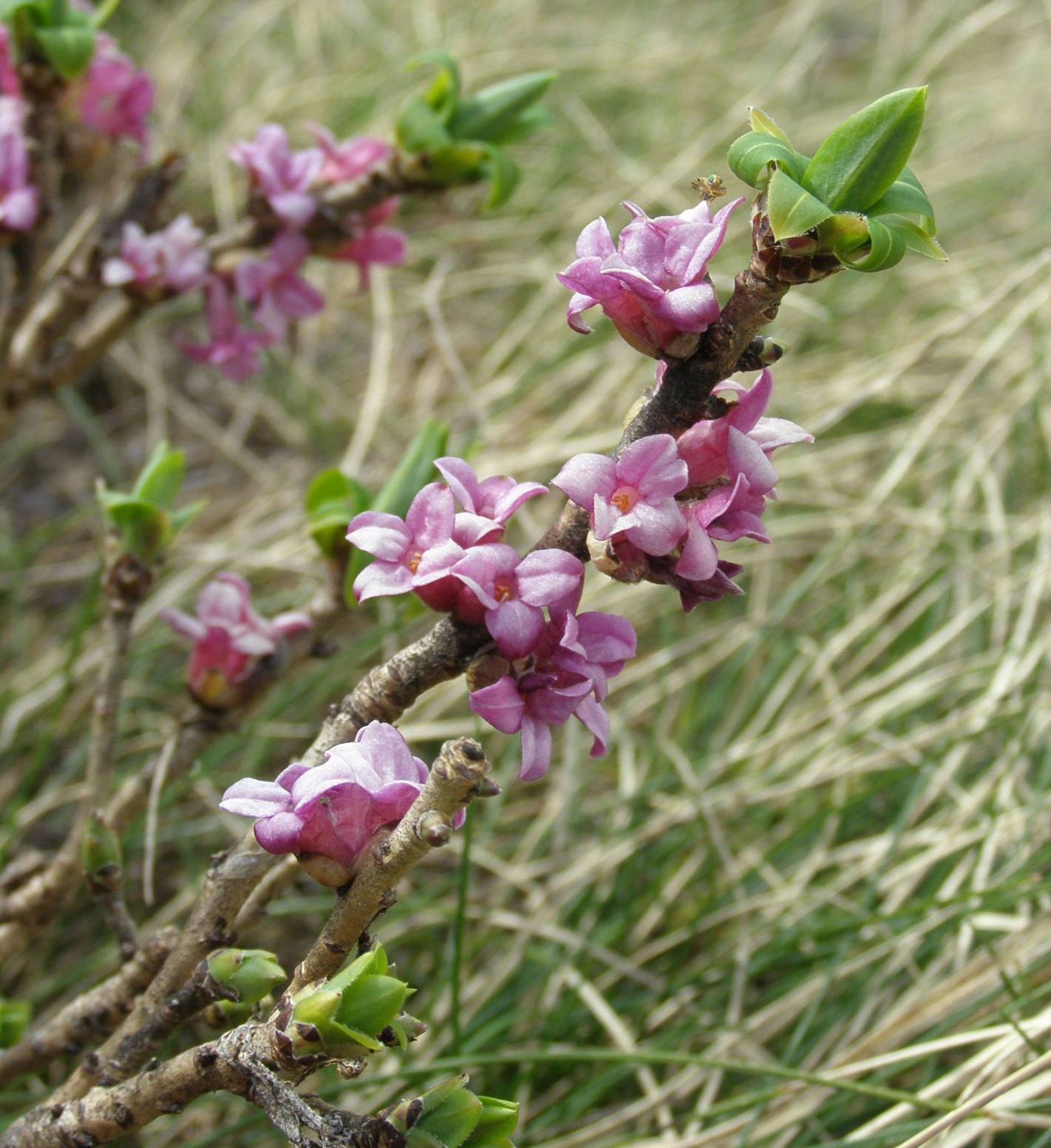 Daphne cneorum